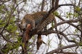 leopard in a tree with a kill Royalty Free Stock Photo