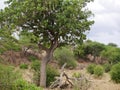 Leopard on the tree Royalty Free Stock Photo