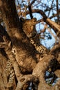 Leopard in a tree in Mashatu Game Reserve Royalty Free Stock Photo
