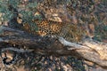 Leopard in a tree in Mashatu Game Reserve Royalty Free Stock Photo