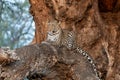 Leopard in a tree in Mashatu Game Reserve Royalty Free Stock Photo