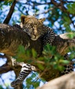 Leopard on a tree. National Park. Kenya. Tanzania. Maasai Mara. Serengeti.