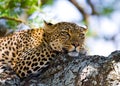 Leopard on the tree. National Park. Kenya. Tanzania. Maasai Mara. Serengeti.