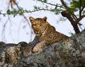 Leopard on the tree. National Park. Kenya. Tanzania. Maasai Mara. Serengeti. Royalty Free Stock Photo