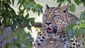 Leopard in a tree Royalty Free Stock Photo