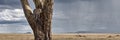 Leopard in tree in Serengeti National Park