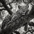 Leopard in Tree Shade Royalty Free Stock Photo