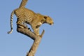 Leopard in tree, South Africa Royalty Free Stock Photo