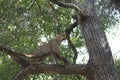 Leopard in tree