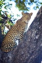 Leopard on tree