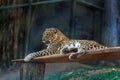 Leopard in in Trivandrum, Thiruvananthapuram Zoo Kerala India