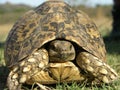 Leopard turtle