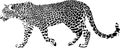 Leopard Royalty Free Stock Photo