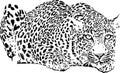 Leopard Royalty Free Stock Photo