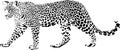 Leopard Royalty Free Stock Photo
