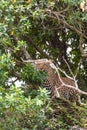 Leopard waiting prey. Ambush. On branch.