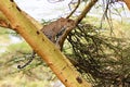 Leopard waiting prey. Ambush. On tree. Royalty Free Stock Photo