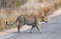 Leopard walking Royalty Free Stock Photo