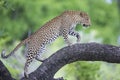 Leopard walking along branch