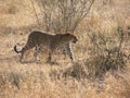 Leopard walking through bush