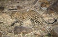 Leopard walking on a dry forest floor Royalty Free Stock Photo