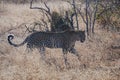 Leopard walking through dry grass
