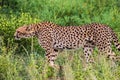 A leopard walking in the forest Royalty Free Stock Photo