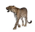 Leopard walking in front of a white background