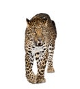 Leopard walking in front of a white background