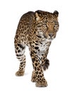 Leopard Walking In Front Of A White Background