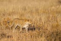 Leopard walking in grass