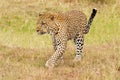 Leopard walking on grass Royalty Free Stock Photo
