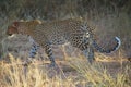 A leopard walking on the grass. It was bleeding from an ear injury.