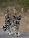 Leopard walking on a grassy surface with its mouth open in a vocalization expression. Royalty Free Stock Photo