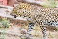 Leopard  or Spotted Big Cat of India Walking Royalty Free Stock Photo