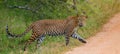 Leopard walking on the road. Sri Lanka.