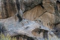 Leopard walking on a Rocky Hill at Bera,Rajasthan,India