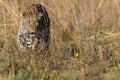 the leopard is walking through the tall dry grass near another one