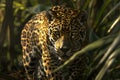 A leopard walks through a dense and vibrant jungle Royalty Free Stock Photo
