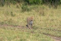 Leopard walks through the tall grass, Masaai Mara Kenya Africa