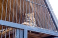 Leopard was growling behind the cage Royalty Free Stock Photo