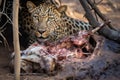 leopard watching as another enjoys a meal Royalty Free Stock Photo