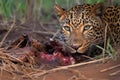 leopard watching as another enjoys a meal Royalty Free Stock Photo