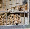 A leopard watching closely beyond the fence. Royalty Free Stock Photo