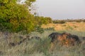 Leopard watching impala herd from behind rocks Royalty Free Stock Photo