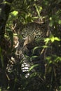 Leopard watching Royalty Free Stock Photo