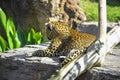 Leopard watching from a rock Royalty Free Stock Photo