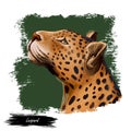 Leopard watercolor portrait of exotic animal. Profile of panther looking aside. Felidae family member, mammal with furry coat with