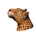 Leopard watercolor portrait of exotic animal. Profile of panther looking aside. Felidae family member, mammal with furry coat with