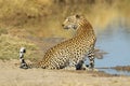 Leopard at waterhole Royalty Free Stock Photo